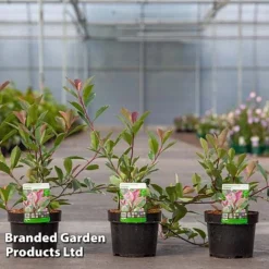 Photinia Fraseri 'Louise' -Florist Zone Photinia Louise KC5198 C