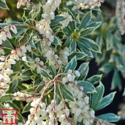 Pieris Collection -Florist Zone Pieris japonica Flaming Sil