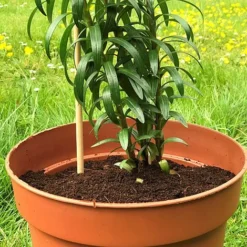 'Pot Master' Drainer Disc (packs Of 3) -Florist Zone Pot20Master201000x100020810kb