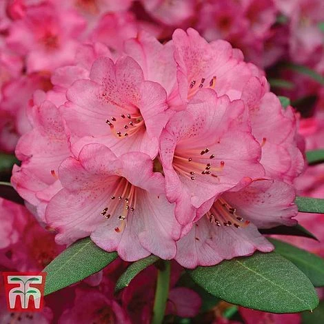 Rhododendron 'Wine And Roses' 1 Rhododendron 'Wine And Roses'