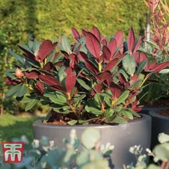 Rhododendron 'Wine And Roses' 7 Rhododendron 'Wine And Roses' -Florist Zone RHOD 79756 D