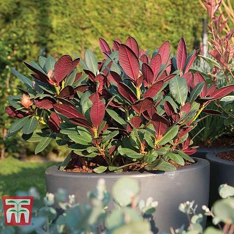 Rhododendron 'Wine And Roses' 4 Rhododendron 'Wine And Roses' - Image 4