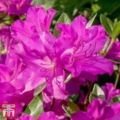 Rhododendron 'Blue Danube' 9 Rhododendron 'Blue Danube' -Florist Zone RHOD T66423 D