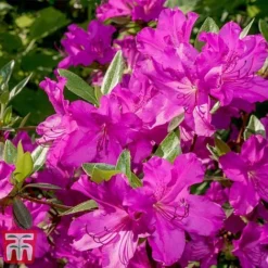 Rhododendron 'Blue Danube' 10 Rhododendron 'Blue Danube' -Florist Zone RHOD T66423 E