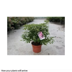 Rhododendron 'Madame AD. Van Hecke' (Azalea Group) -Florist Zone RHOD T66424 A h