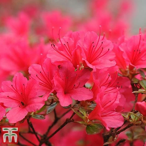 Rhododendron 'Madame Galle' 1 Rhododendron 'Madame Galle'