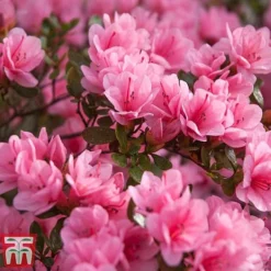 Rhododendron 'Madame AD. Van Hecke' (Azalea Group)