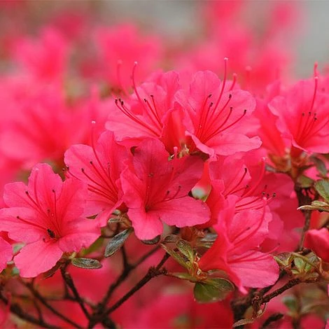 Rhododendron 'Madame Galle' 2 Rhododendron 'Madame Galle' - Image 2