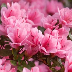 Rhododendron 'Madame AD. Van Hecke' (Azalea Group) -Florist Zone RHOD T66424 NOW2