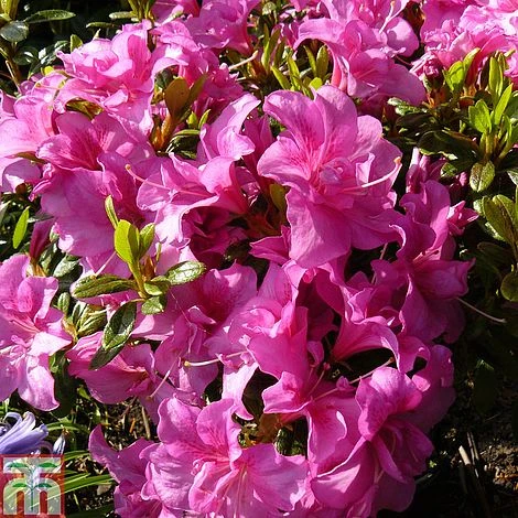 Rhododendron 'Flower Arranger' (Hyde) (Azalea Group) 1 Rhododendron 'Flower Arranger' (Hyde) (Azalea Group)