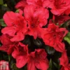 Rhododendron 'Johanna' (Azalea Group)