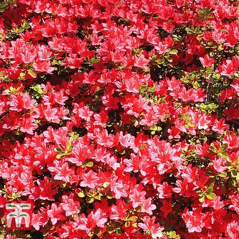 Rhododendron 'Johanna' (Azalea Group) 2 Rhododendron 'Johanna' (Azalea Group) - Image 2