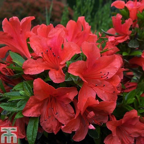 Rhododendron Nakaharae Orange-flowered (Azalea Group) 1 Rhododendron Nakaharae Orange-flowered (Azalea Group)