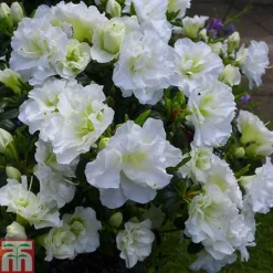 Rhododendron 'Snow Pearl' (Azalea Group)