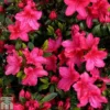 Rhododendron 'Vuyk's Scarlet' (Azalea Group)