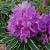 Rhododendron Ponticum 'Variegatum'
