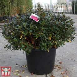 Rhododendron 'Connie' -Florist Zone RHOD TKA3418 A