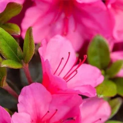 Rhododendron 'Connie' -Florist Zone RHOD TKA3418 NOW1