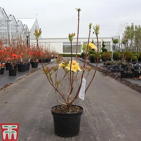 Rhododendron 'Harvest Moon' 2 Rhododendron 'Harvest Moon' - Image 2