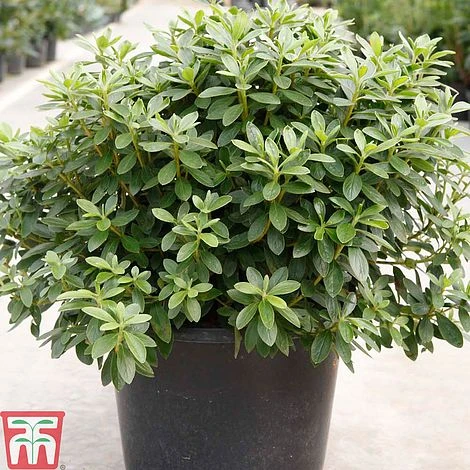 Rhododendron 'Luzi' 1 Rhododendron 'Luzi'