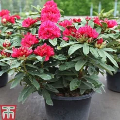 Rhododendron 'Wilgen's Ruby' -Florist Zone RHOD TKA3466 A