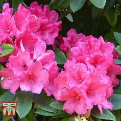 Rhododendron 'Wilgen's Ruby' -Florist Zone RHOD TKA3466 C
