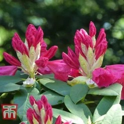 Rhododendron 'Wilgen's Ruby' -Florist Zone RHOD TKA3466 D