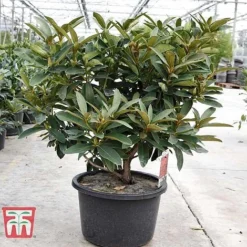 Rhododendron 'Wilgen's Ruby' -Florist Zone RHOD TKA3466 E