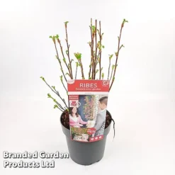 Ribes Sanguineum 'Amour' -Florist Zone RIBE AMOUR19CM S52482