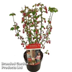 Ribes Sanguineum 'Amour' -Florist Zone RIBE AMOUR19CM S52483
