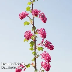 Ribes Sanguineum 'Amour' -Florist Zone RIBE AMOUR S52486