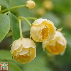 Rose Banksiae 'Lutea' (Rambling Rose) 4 Rose Banksiae 'Lutea' (Rambling Rose) -Florist Zone ROSA T68461 C