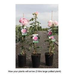 Rose 'Eden Rose 88' 7 Rose 'Eden Rose 88' -Florist Zone ROSA T68469 B h