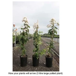 Rose 'Guirlande Rose' 5 Rose 'Guirlande Rose' -Florist Zone ROSA T68481 B h