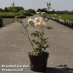 Rose 'Above And Beyond' (Climbing Rose)