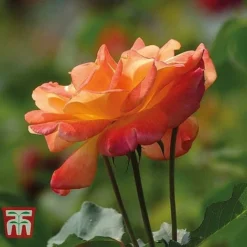 Rose 'Climbing Collection' -Florist Zone ROSE T11940P D