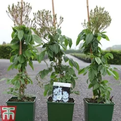 Rose 'Bobbie James' (Rambling Rose) 5 Rose 'Bobbie James' (Rambling Rose) -Florist Zone ROSE TKA3470 A