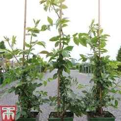 Rose Filipes 'Kiftsgate' (Rambling Rose) 3 Rose Filipes 'Kiftsgate' (Rambling Rose) -Florist Zone ROSE TKA3472 A