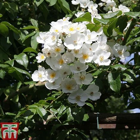 Rose Filipes 'Kiftsgate' (Rambling Rose) 1 Rose Filipes 'Kiftsgate' (Rambling Rose)