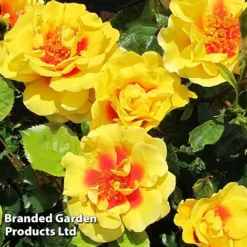 Rose 'Peter's Persica' (Climbing Patio) -Florist Zone ROSE PETERSPER H50316