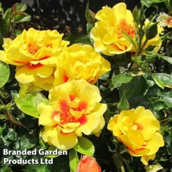 Rose 'Peter's Persica' (Climbing Patio) -Florist Zone ROSE PETERSPER H50317