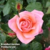 Rose 'Silver Jubilee' (Shrub)