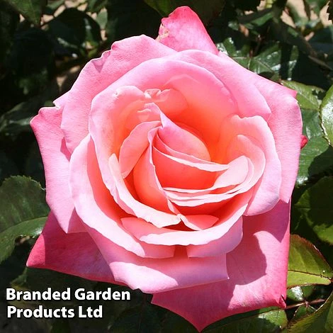 Rose 'Silver Jubilee' (Shrub) 2 Rose 'Silver Jubilee' (Shrub) - Image 2