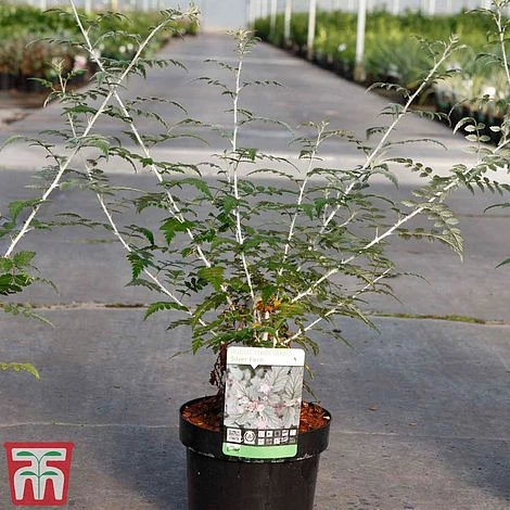 Rubus Thibetanus 2 Rubus Thibetanus - Image 2