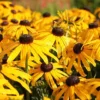 Rudbeckia Fulgida 'Early Bird Gold'