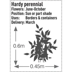 Rudbeckia Fulgida 'Early Bird Gold' -Florist Zone RUDB T57550 B h
