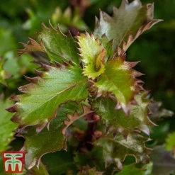 Ilex 'Little Rascal' -Florist Zone Rascal