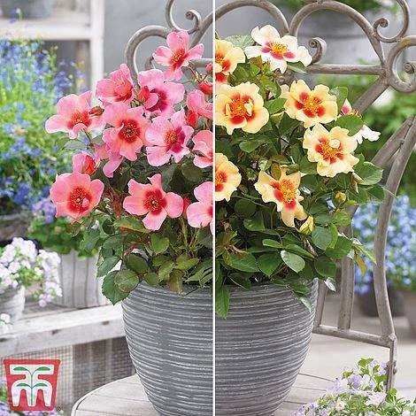 Rose 'Eyes Collection' 1 Rose 'Eyes Collection'