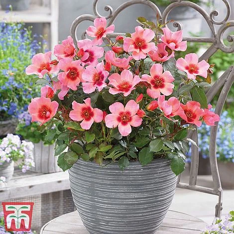 Rose 'Eyes Collection' 2 Rose 'Eyes Collection' - Image 2