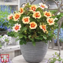 Rose 'Eyes Collection' 5 Rose 'Eyes Collection' -Florist Zone Rose coll31